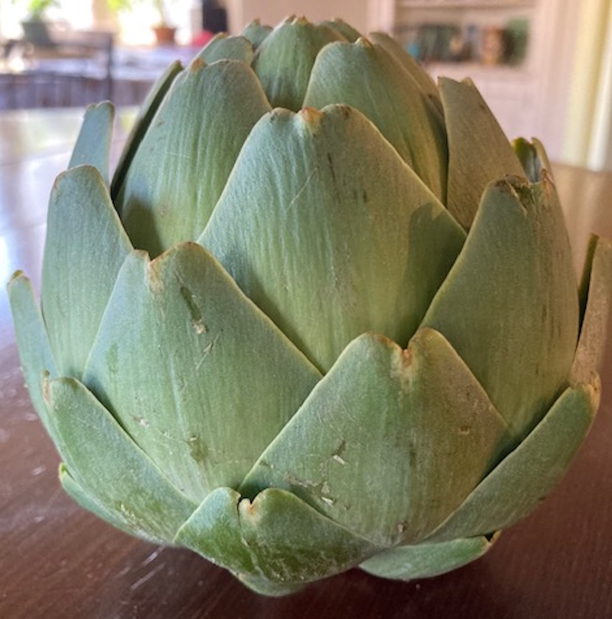 Artichoke cropped